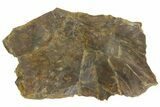 Permian Amphibian (Eryops) Fossil Skull Section - Texas #153727-1